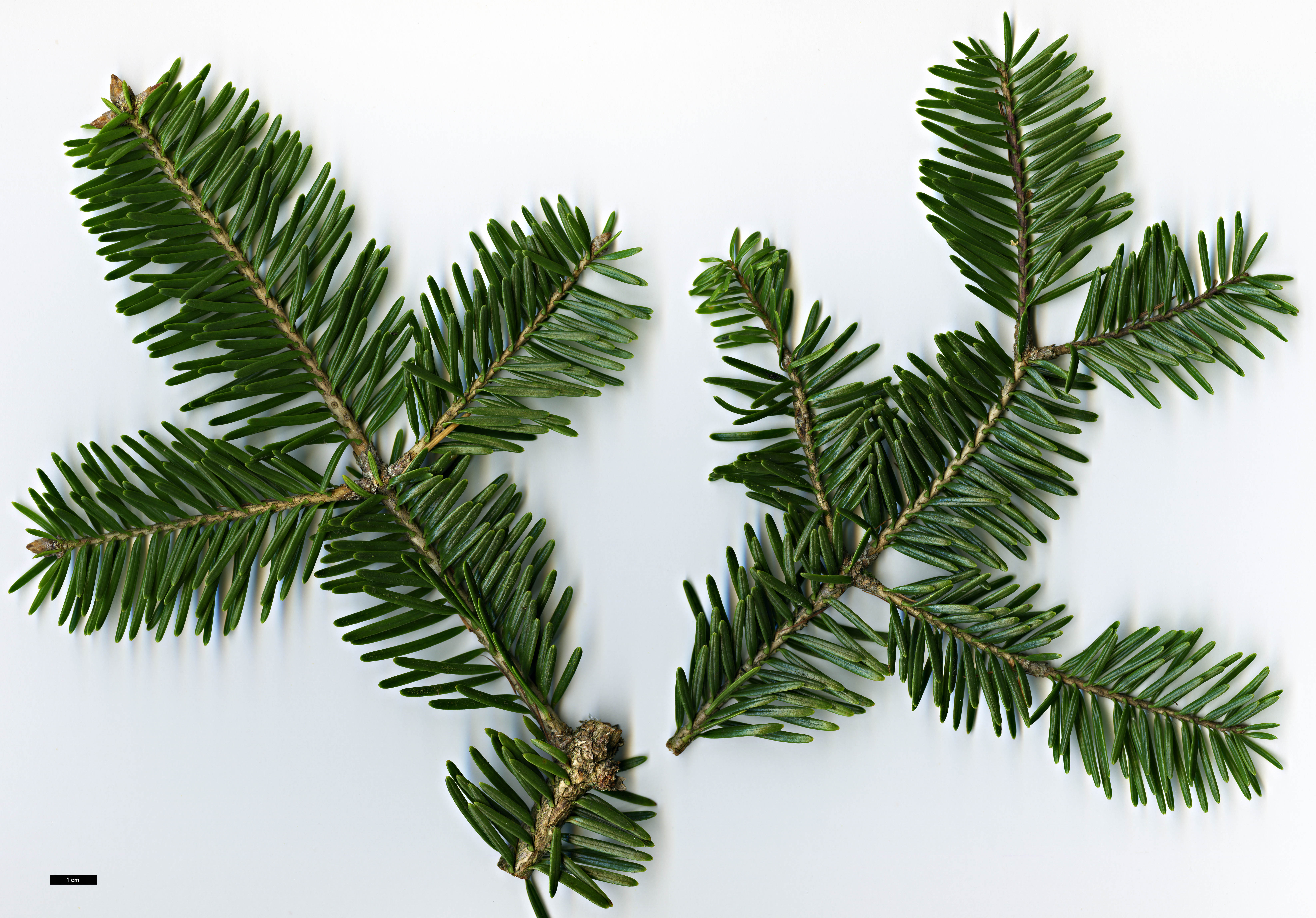 High resolution image: Family: Pinaceae - Genus: Abies - Taxon: chensiensis - SpeciesSub: subsp. yulongxueshanensis